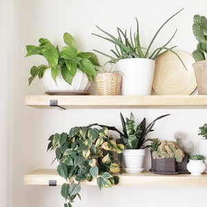Estantes de madera, ambiente Bussa, zoom, plantas concept u
